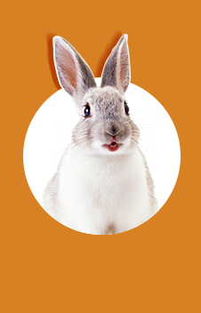 Rabbit Hutch