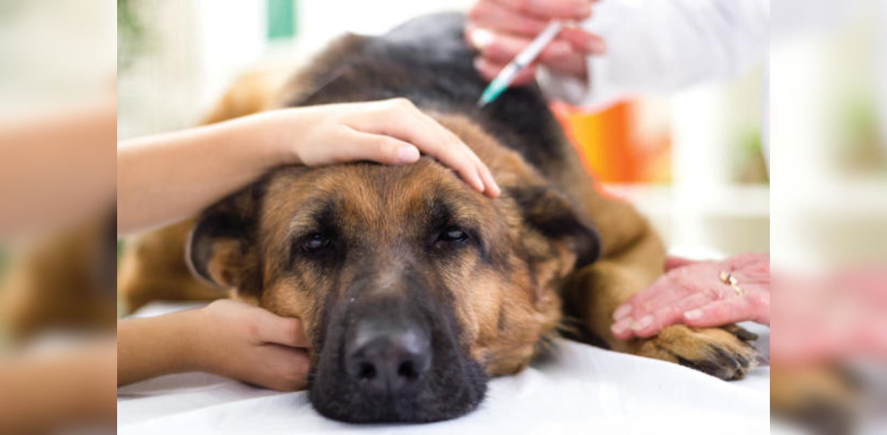 Can dogs spread COVID-19?