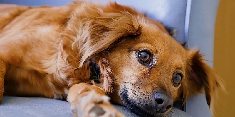 6 Tips to Help Your Dog Not Get Heatstroke in Summer!
