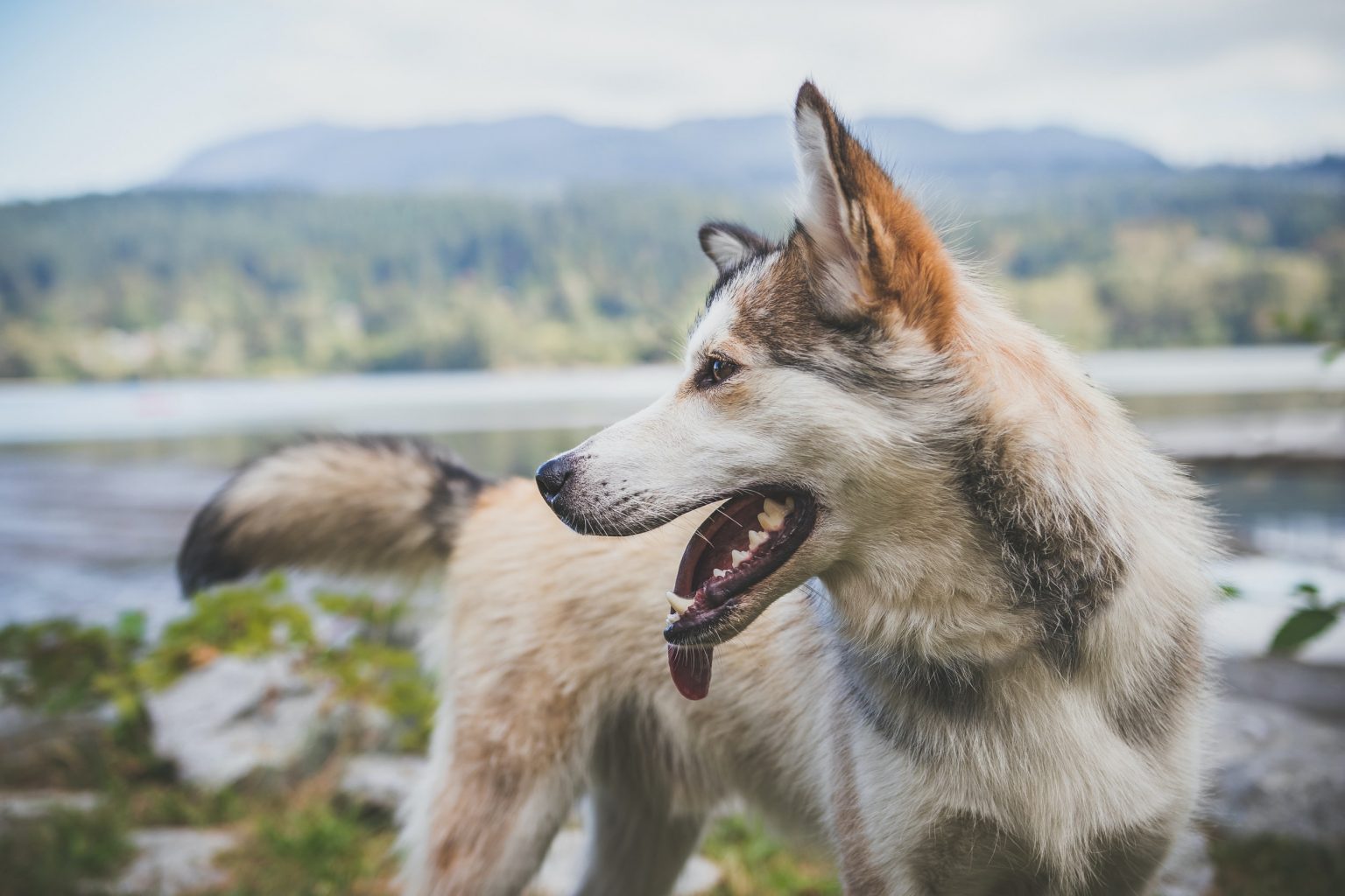 10 manifestations of dog physical pain