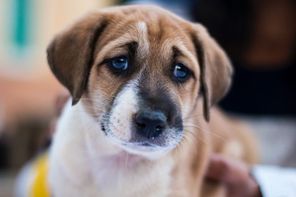 10 manifestations of dog physical pain