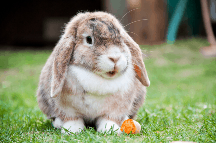 What is Rabbit Haemorrhagic Disease (RHD)?