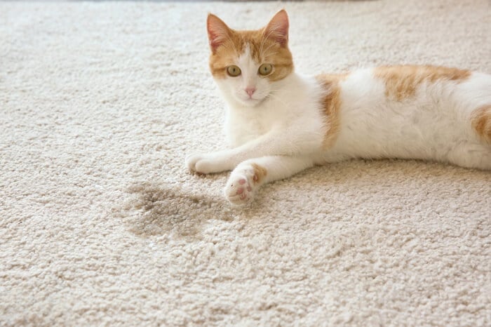 How to help prevent cat bladder stones?