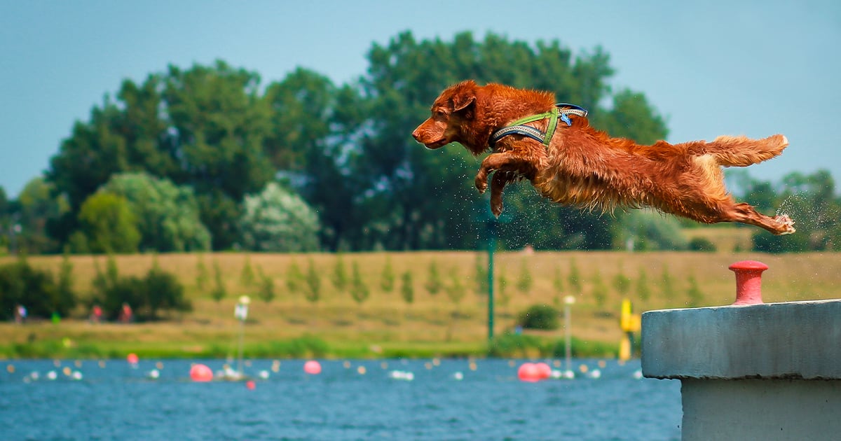 Tips for taking dogs into the water this summer