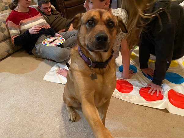 How can we domesticate a adult dog?