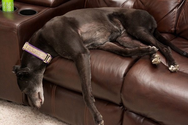 How can we domesticate a adult dog?