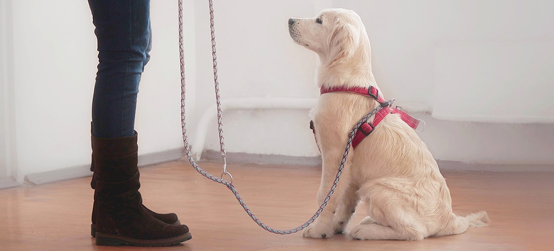 Training your puppy basic commands