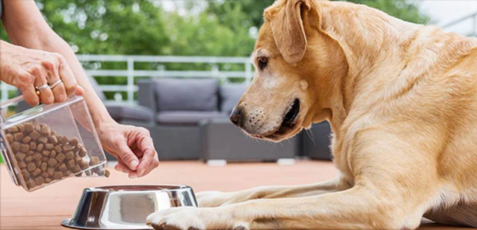 Diabetes in dogs