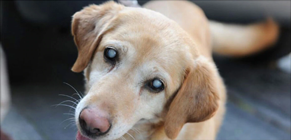 Diabetes in dogs