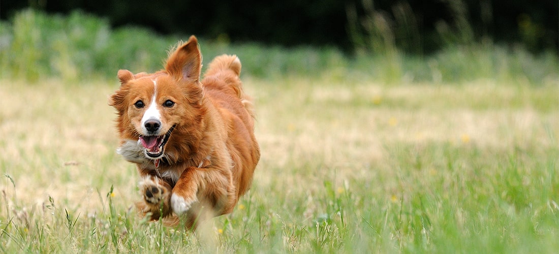 Training your puppy basic commands