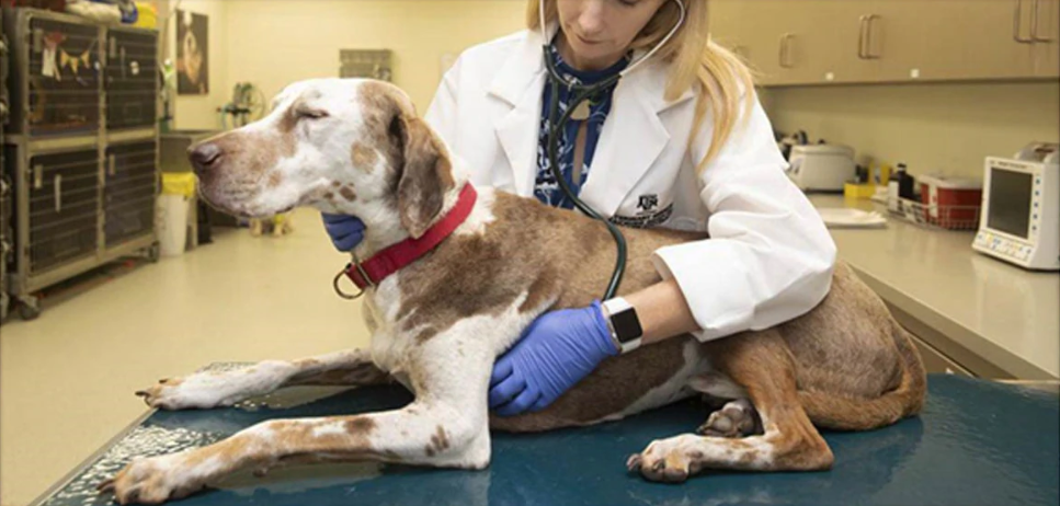 Diabetes in dogs