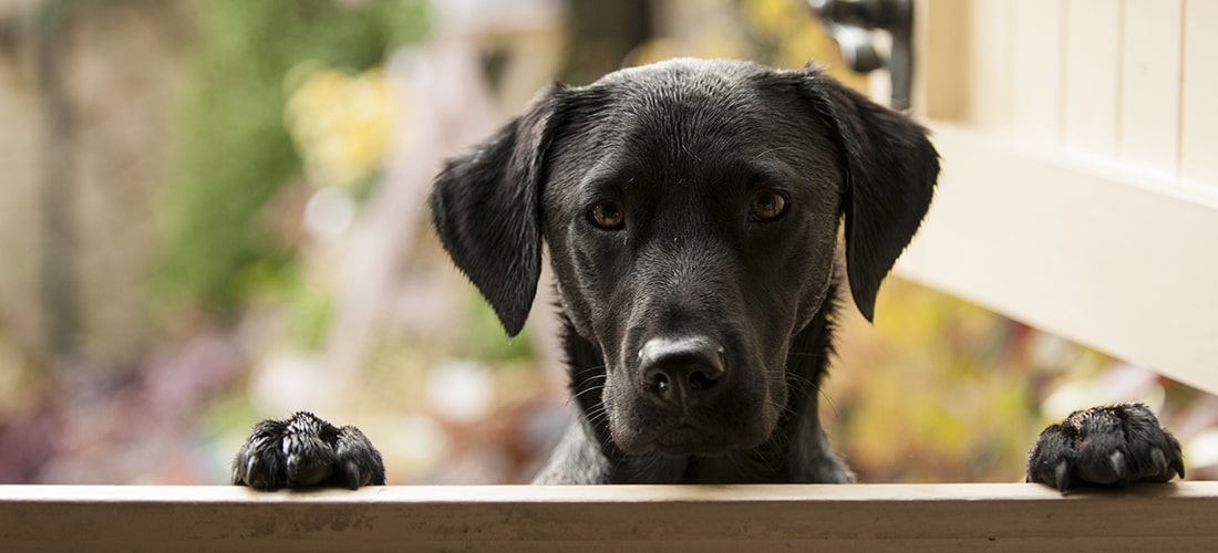 Training your puppy basic commands