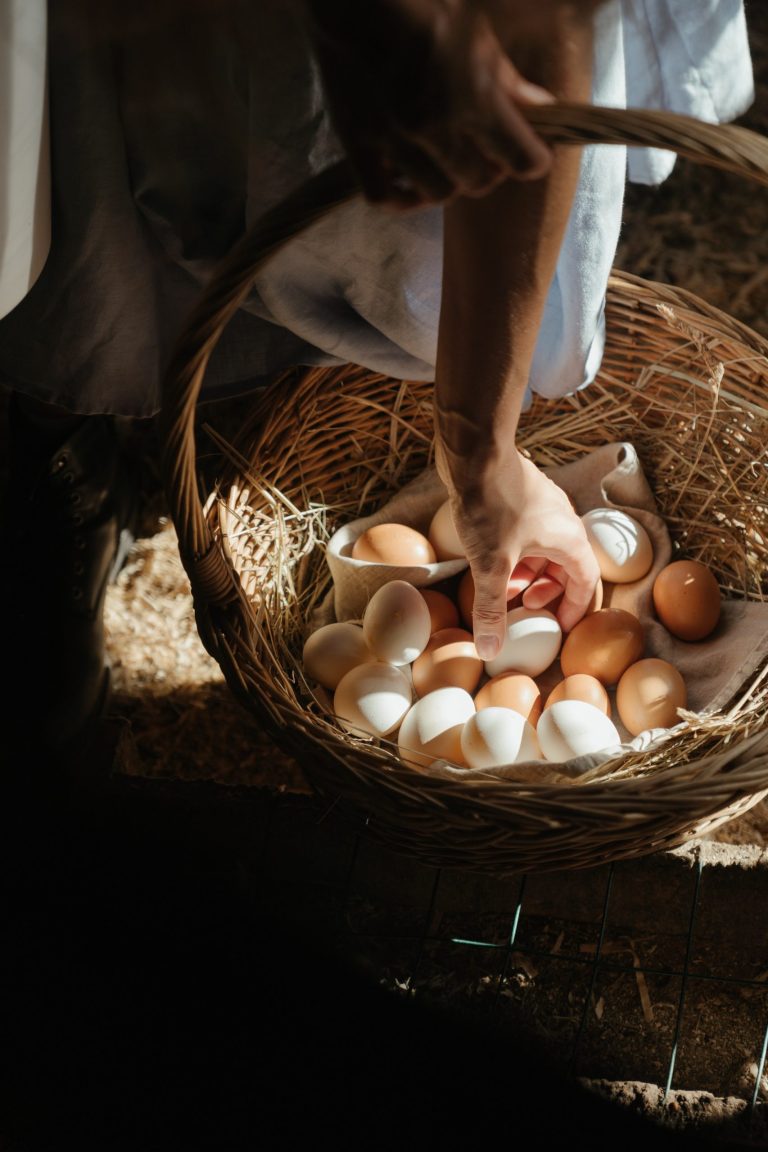 The pros and cons of backyard chickens