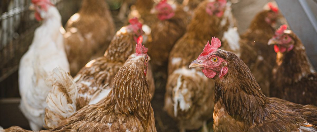 The pros and cons of backyard chickens