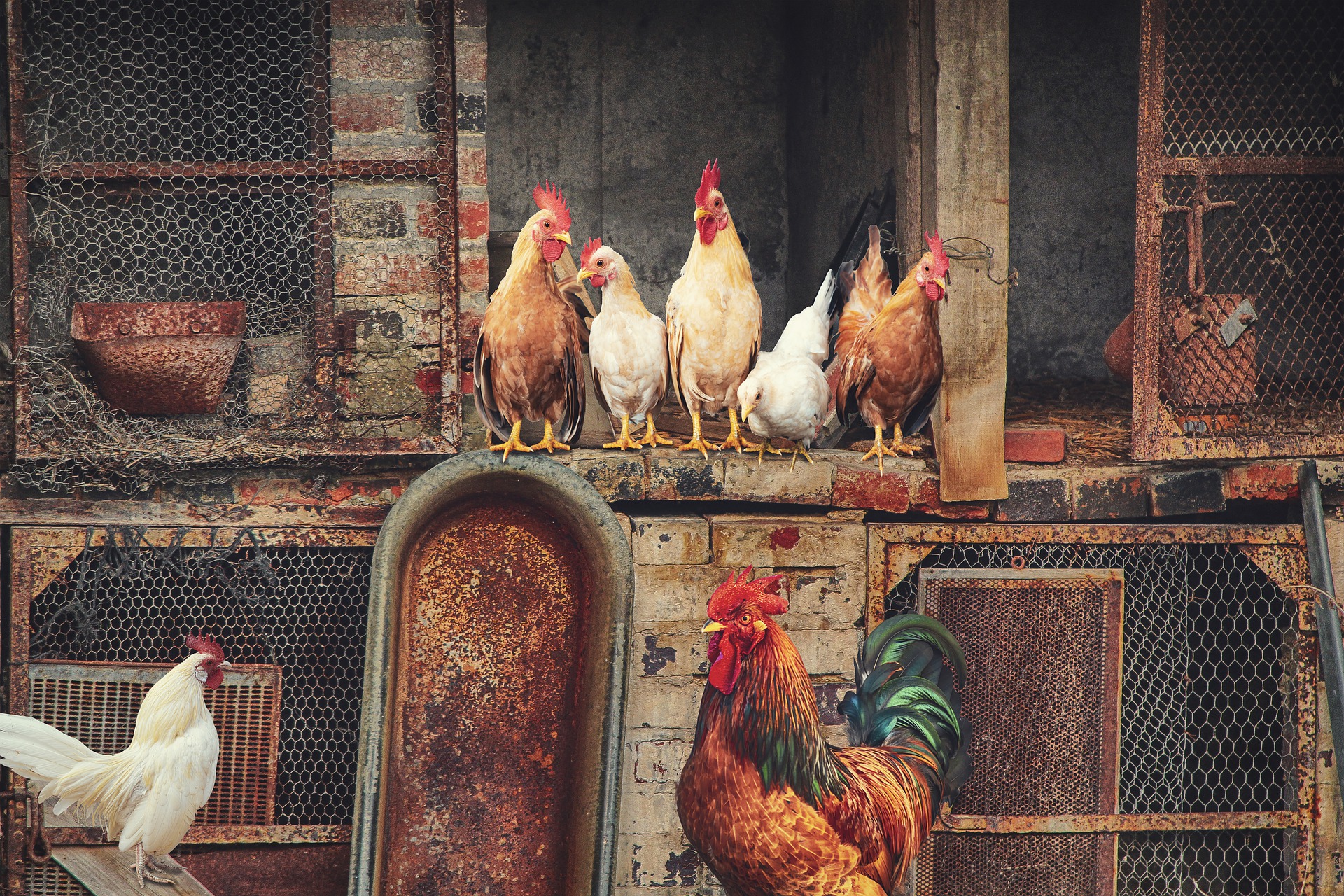 When do chickens start laying eggs? How to help them lay eggs