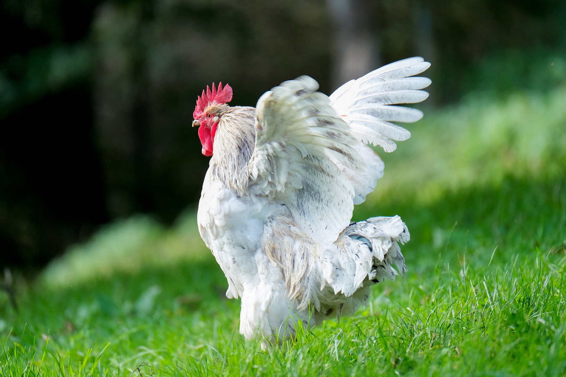 When do chickens start laying eggs? How to help them lay eggs