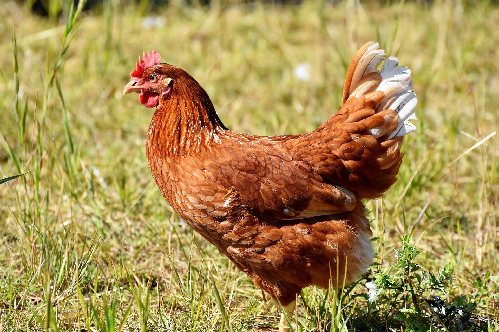 When do chickens start laying eggs? How to help them lay eggs