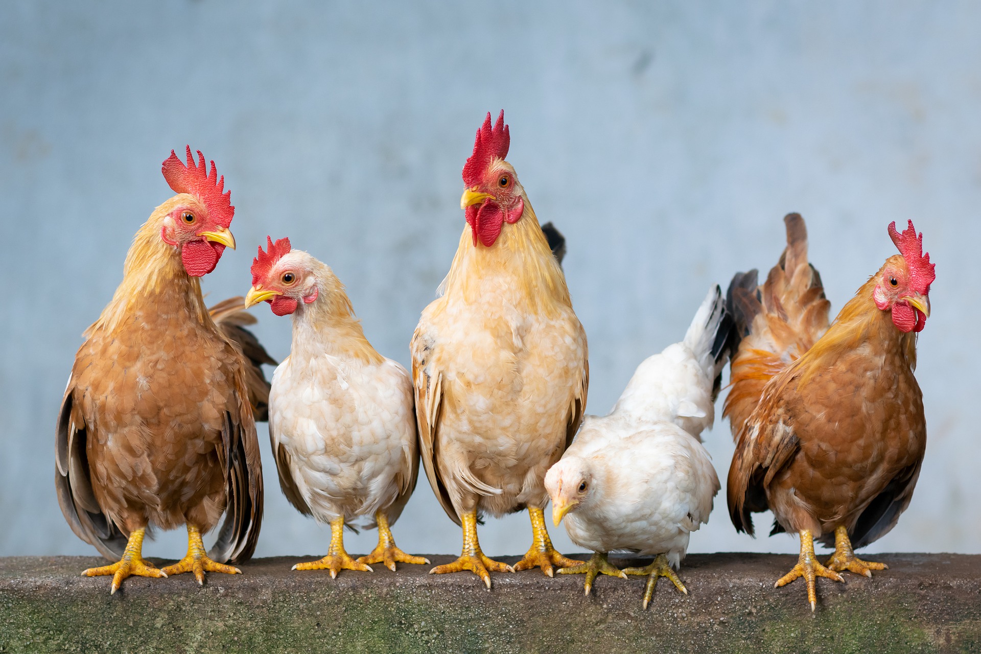 When do chickens start laying eggs? How to help them lay eggs