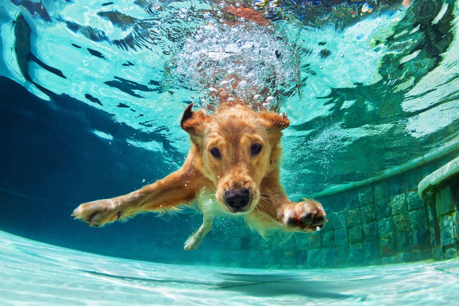 6 notes on summer dog care