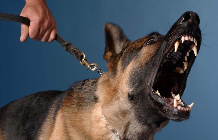 6 ways simple ways to prevent dogs from barking