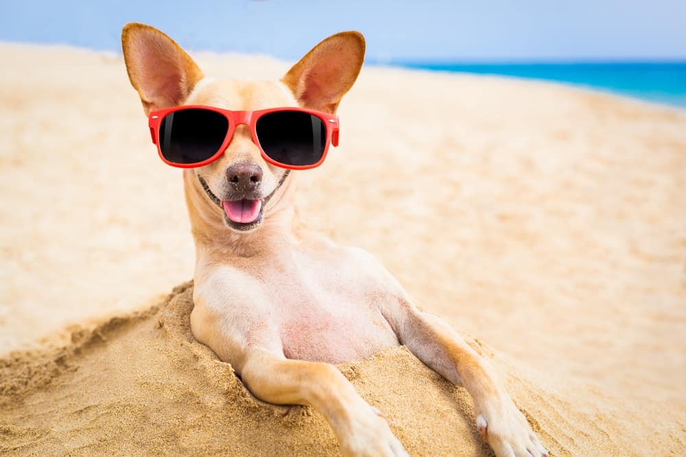 6 notes on summer dog care