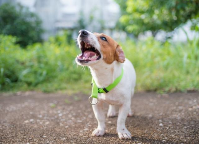 6 ways simple ways to prevent dogs from barking