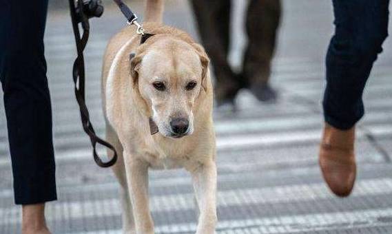 These benefits of having a dog you need to know